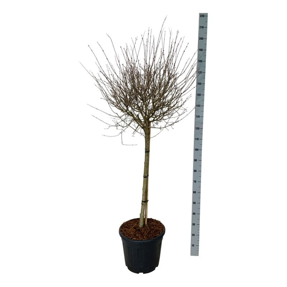 Syringa BLOOMERANG® 'Pink Perfume'.