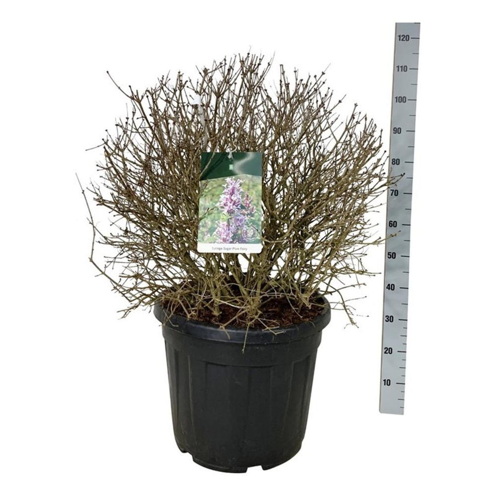 Syringa 'Sugar Plum Fairy'.