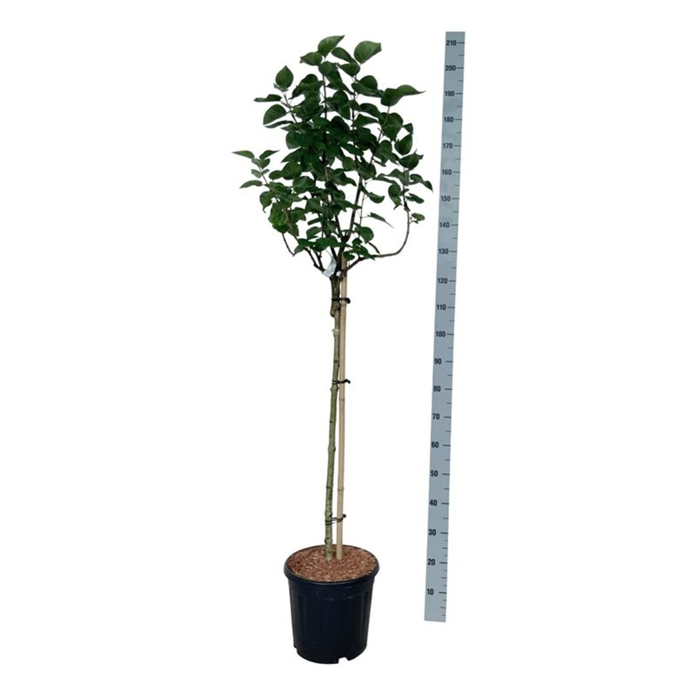 Syringa v. 'Lila Wonder'.