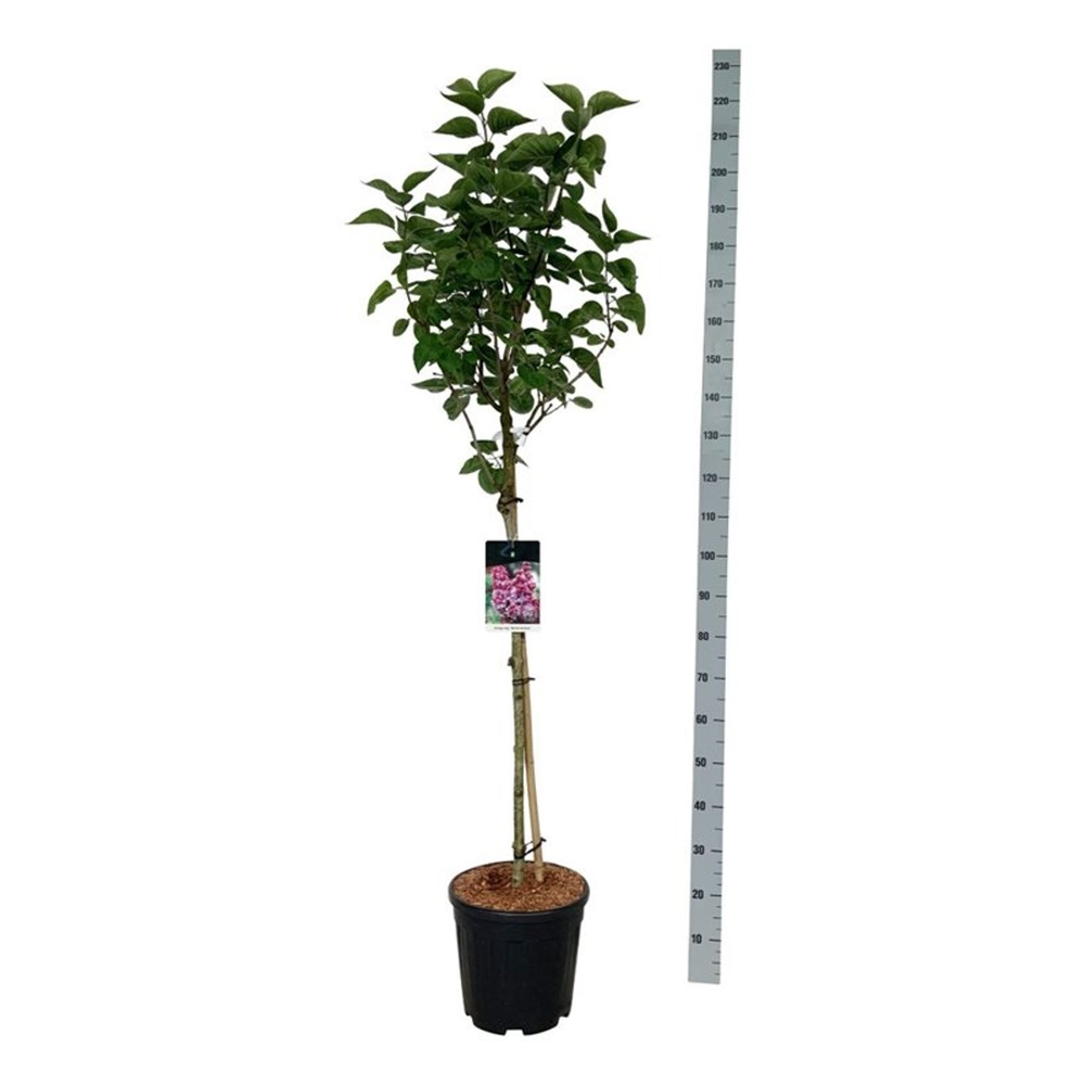 Syringa v. 'Michel Buchner'.