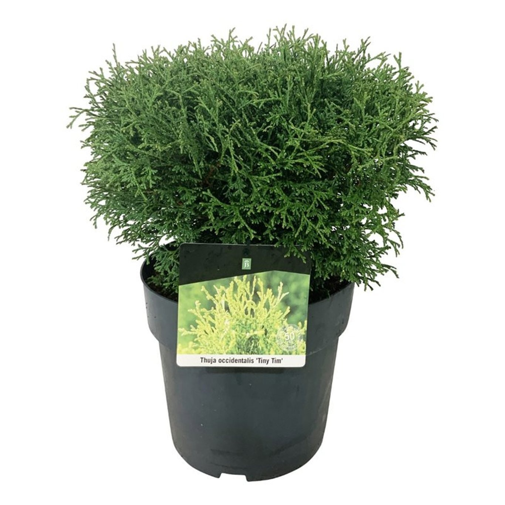 Thuja occ. 'Tiny Tim'.