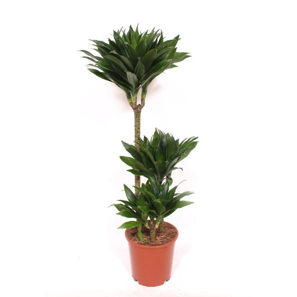 Dracaena Compacta 60-30-15.