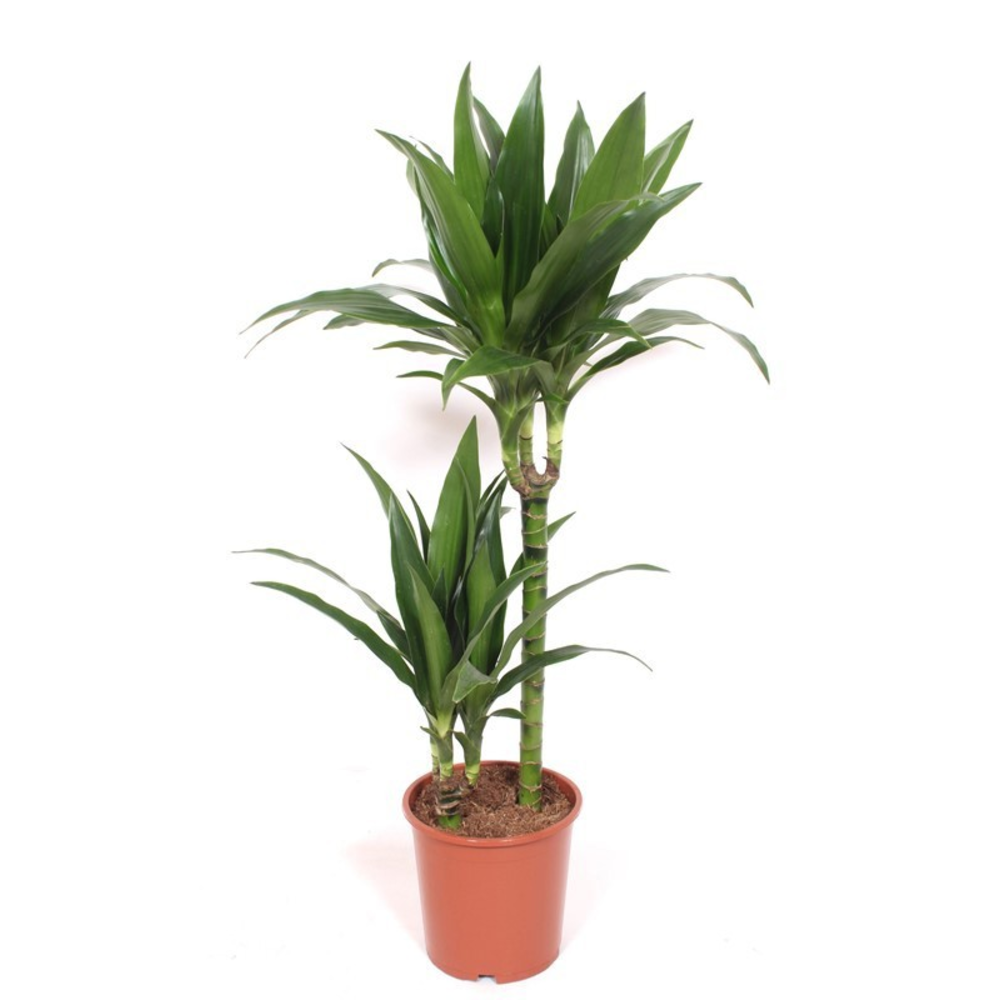 Dracaena Janet Craig 45-15.