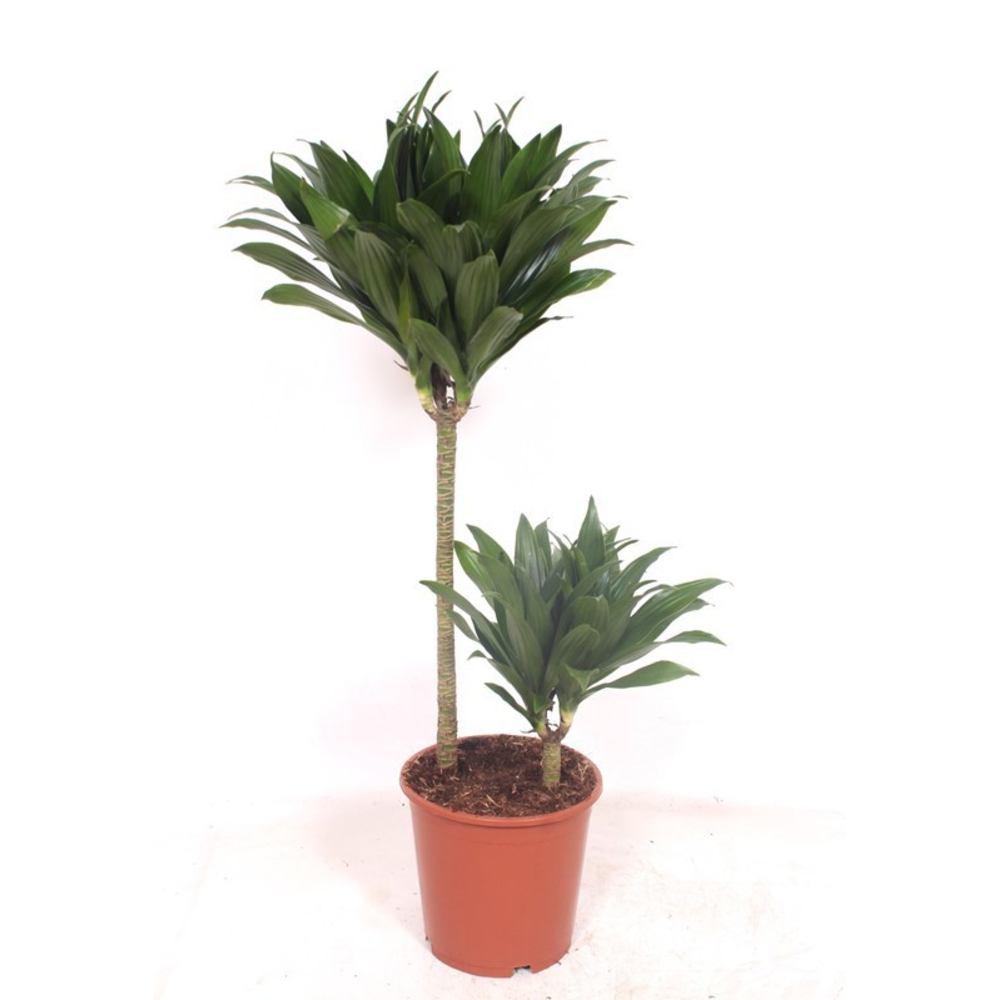 Dracaena Compacta 45-15.