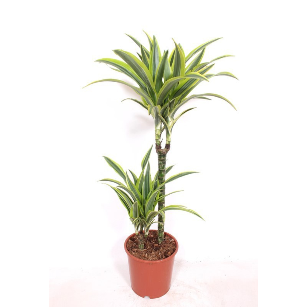 Dracaena Lemon Lime 45-15.