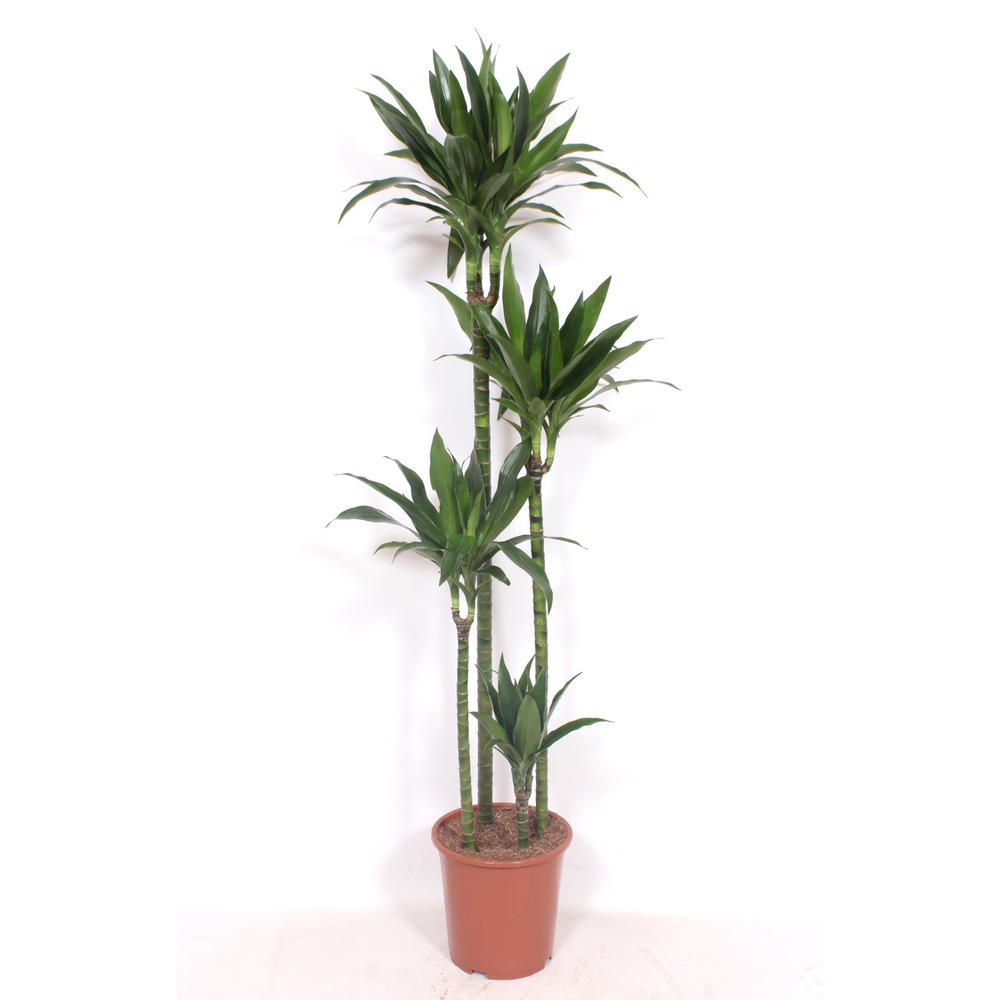 Dracaena Janet Craig 120-90-60-30.