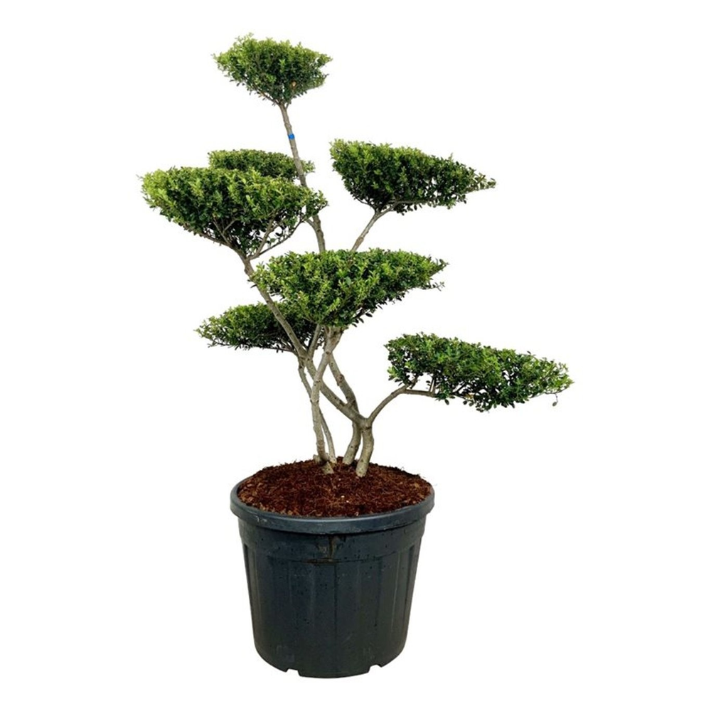 Ilex crenata 'Green Hedge'.