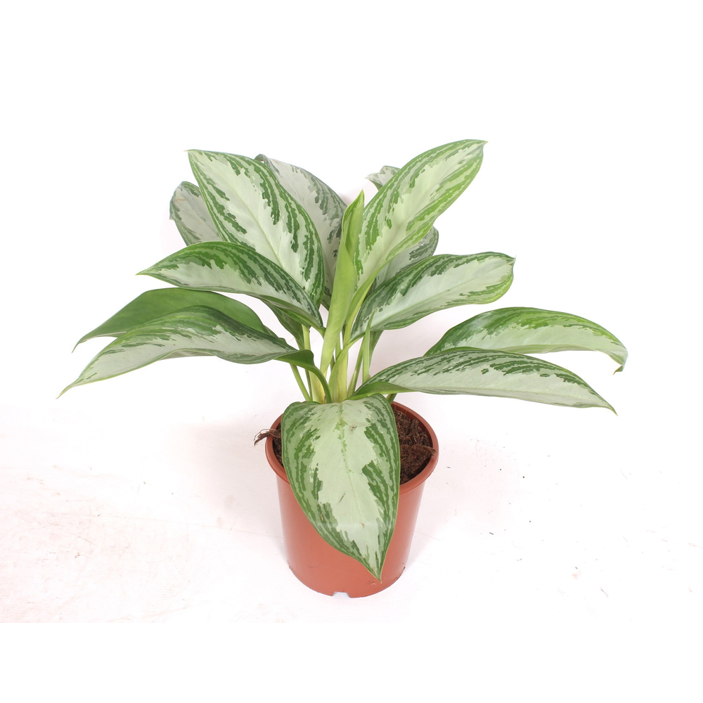 Aglaonema Silver Bay.