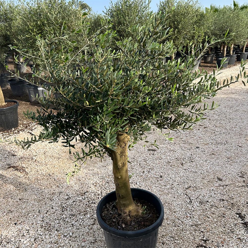 Olea Europaea.