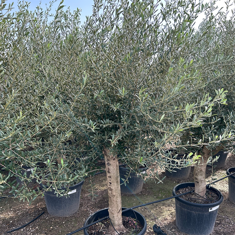 Olea Europaea.