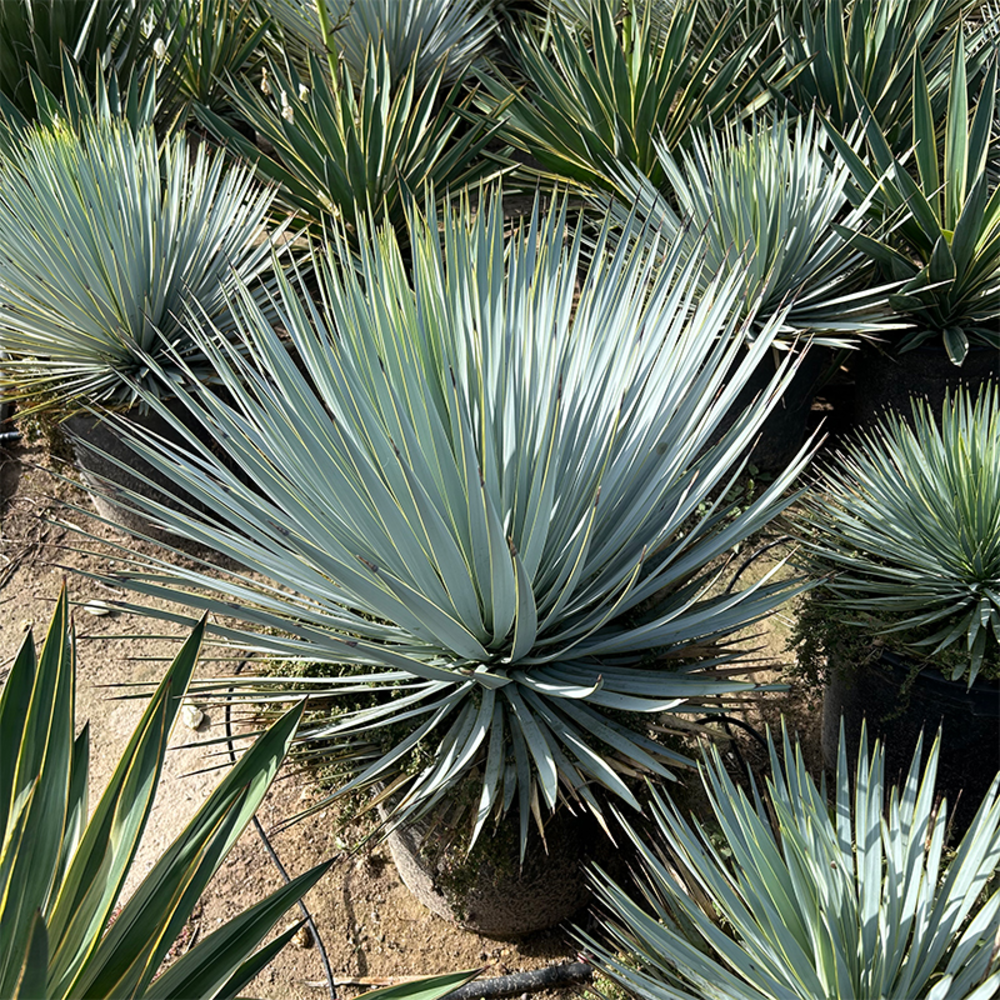 Yucca Tompsoniana.