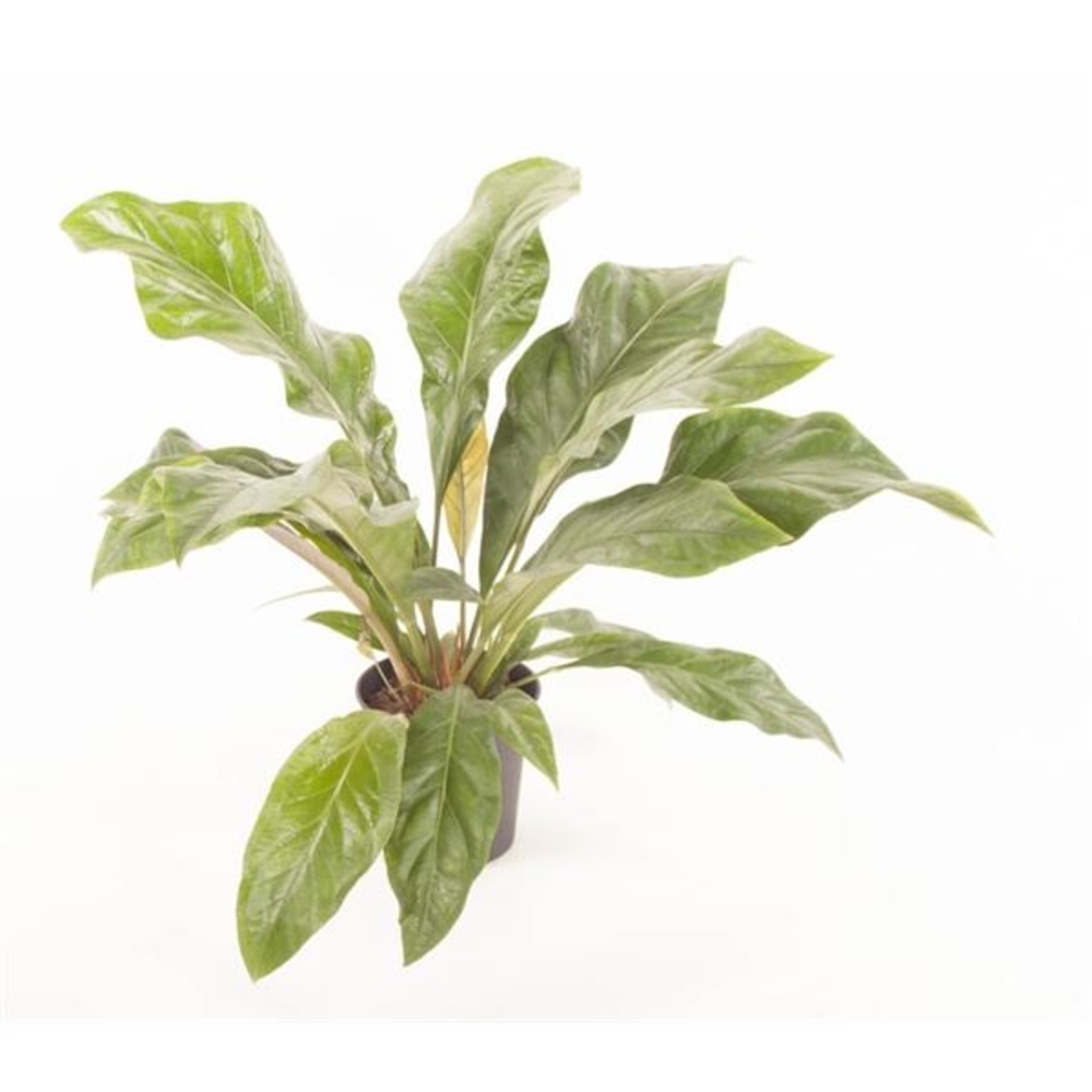 Anthurium Jungle Bush.