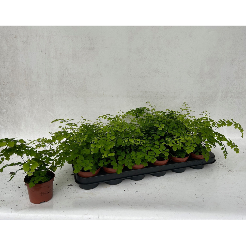 Adiantum Raddianum 'Fragrans'.