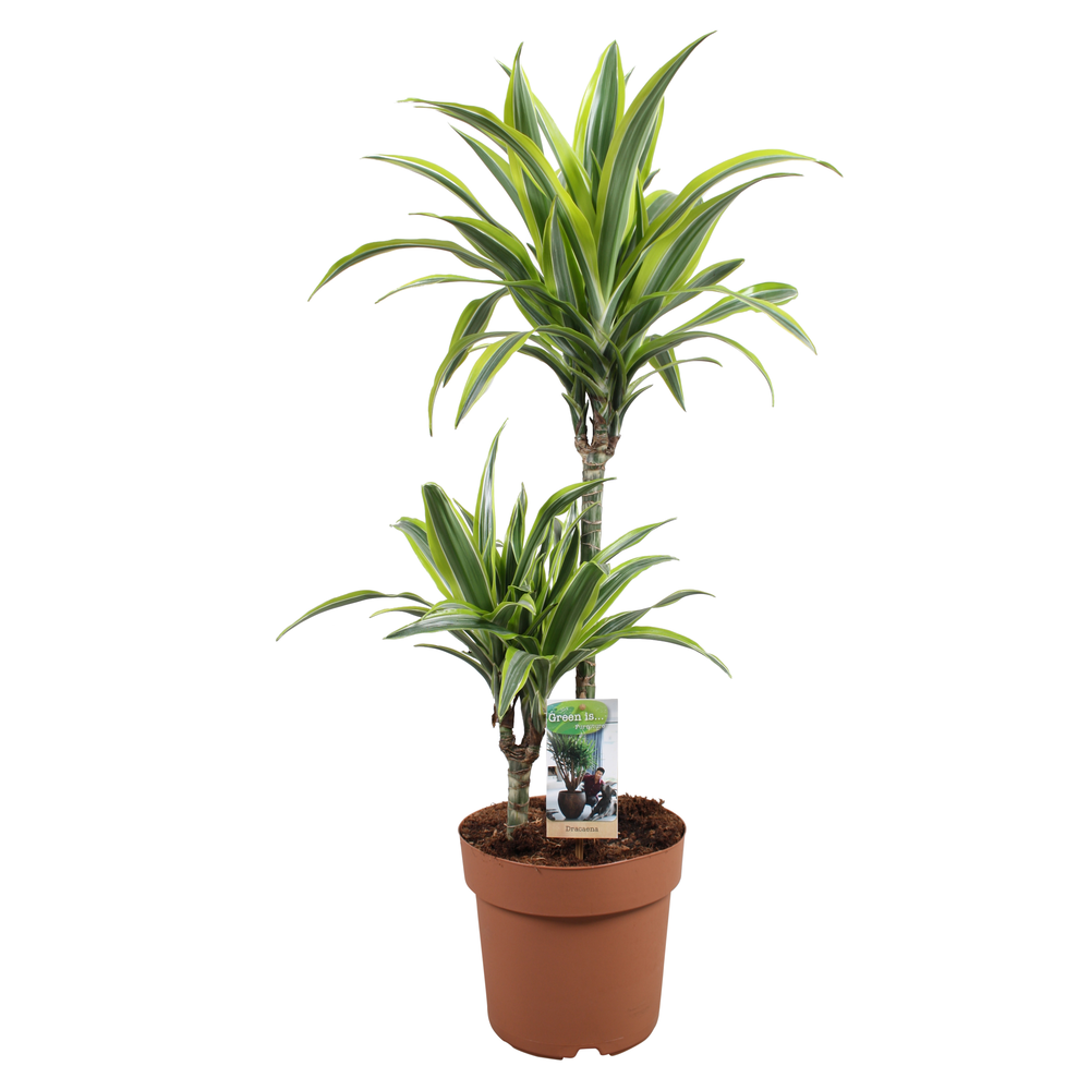 Dracaena Lemon Lime 45-15.