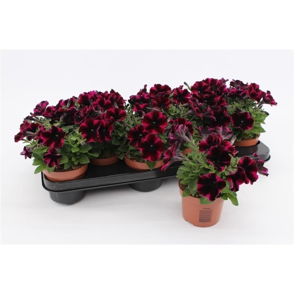 Petunia Johnny Flame.