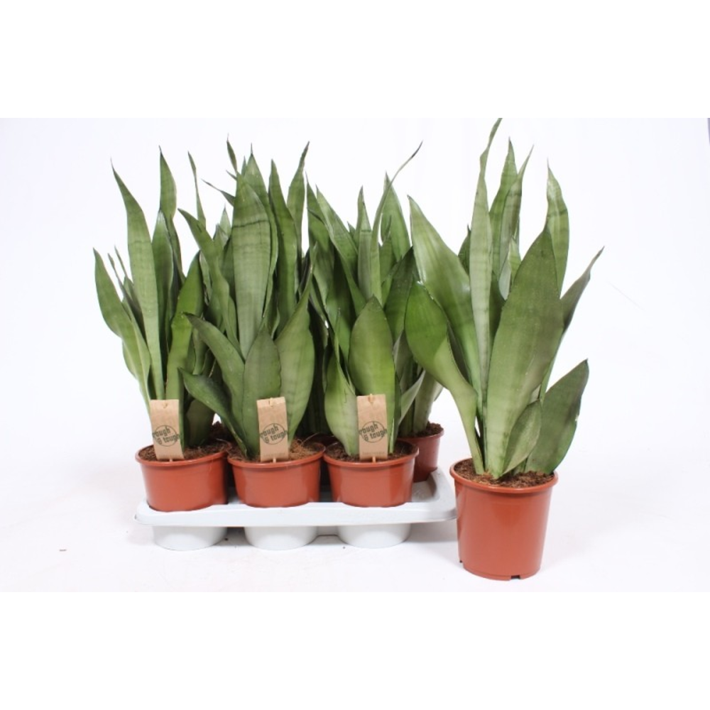 Sansevieria Moonshine.