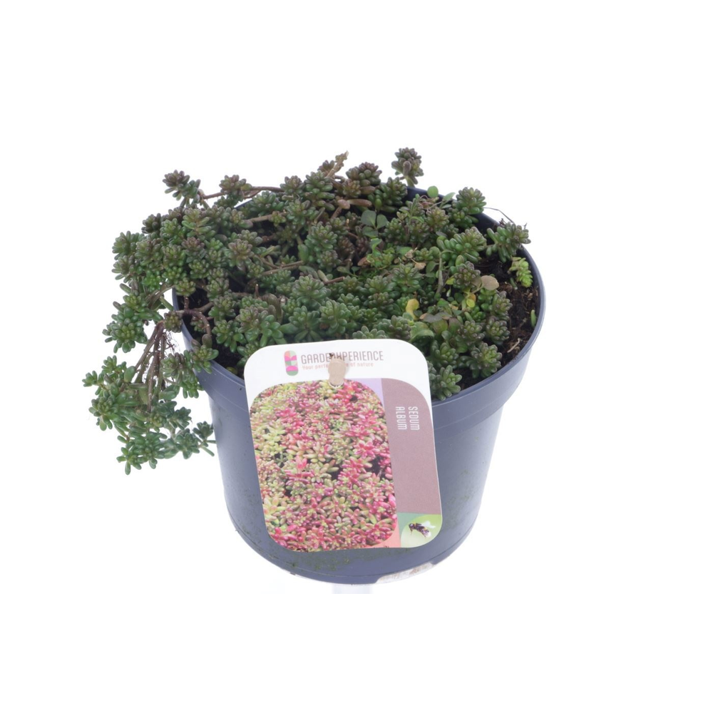 Sedum album Coral Carpet.