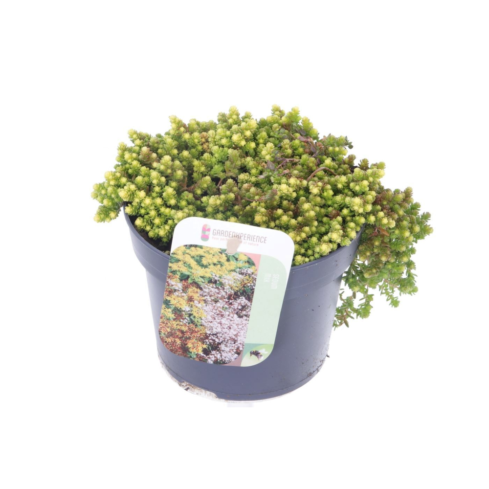Sedum acre.