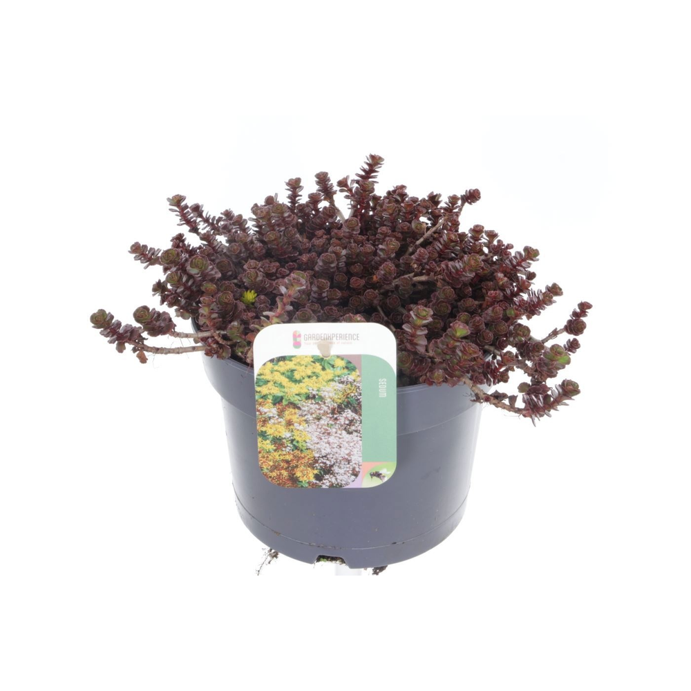 Sedum spurium Purple winter.