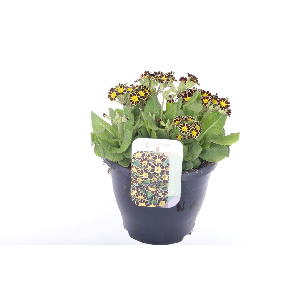 Primula elatior Mister Gold Laced.