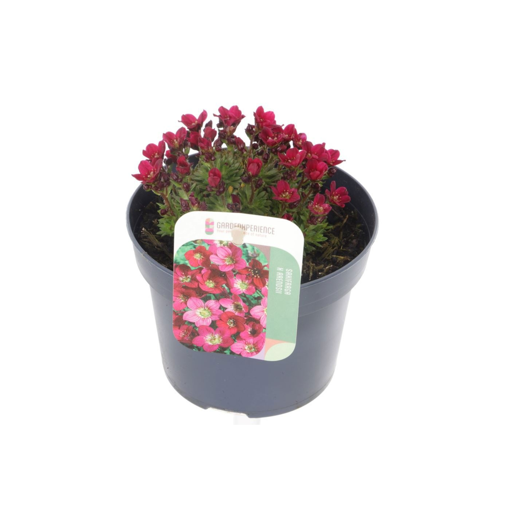 Saxifraga touran scarlet.