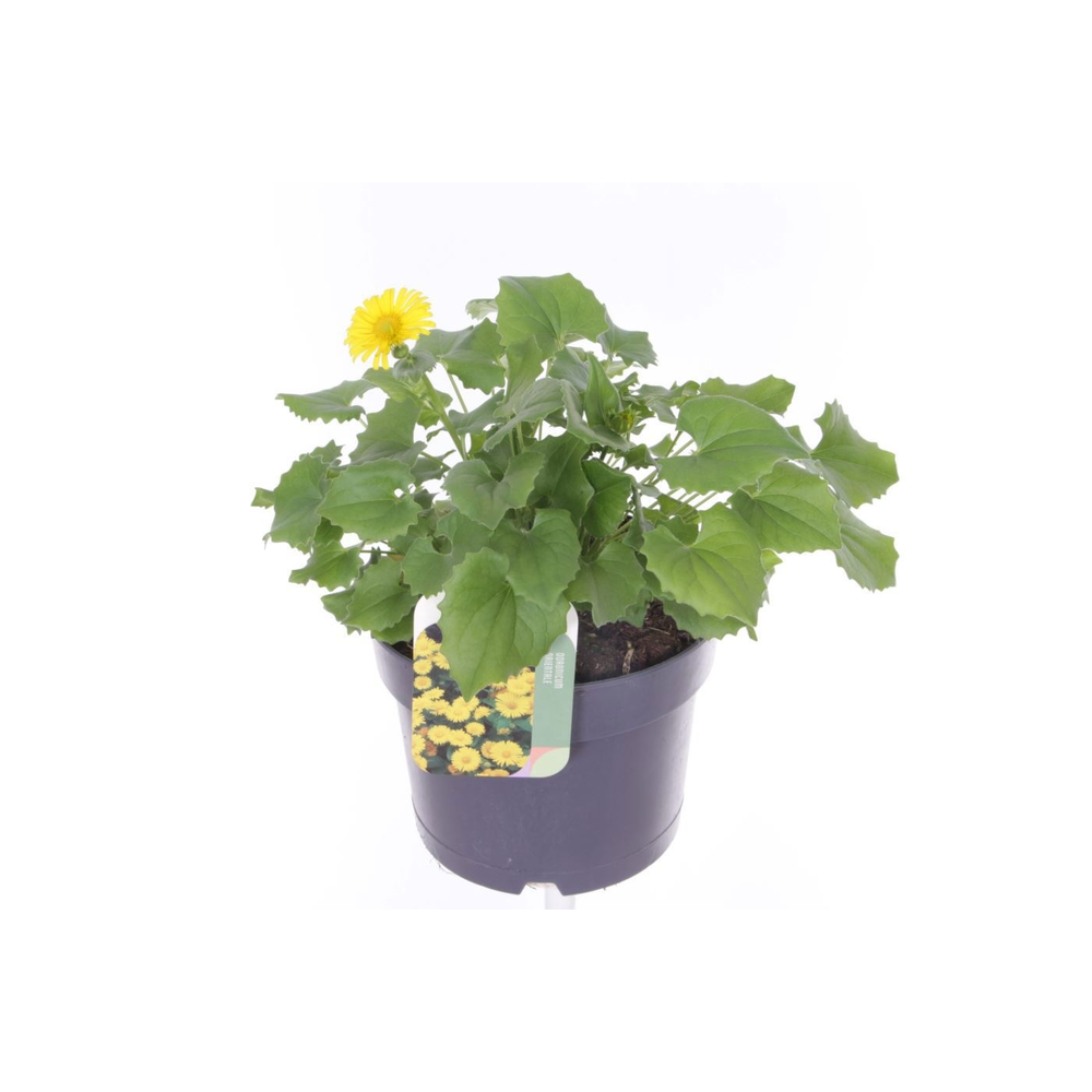 Doronicum orientale.