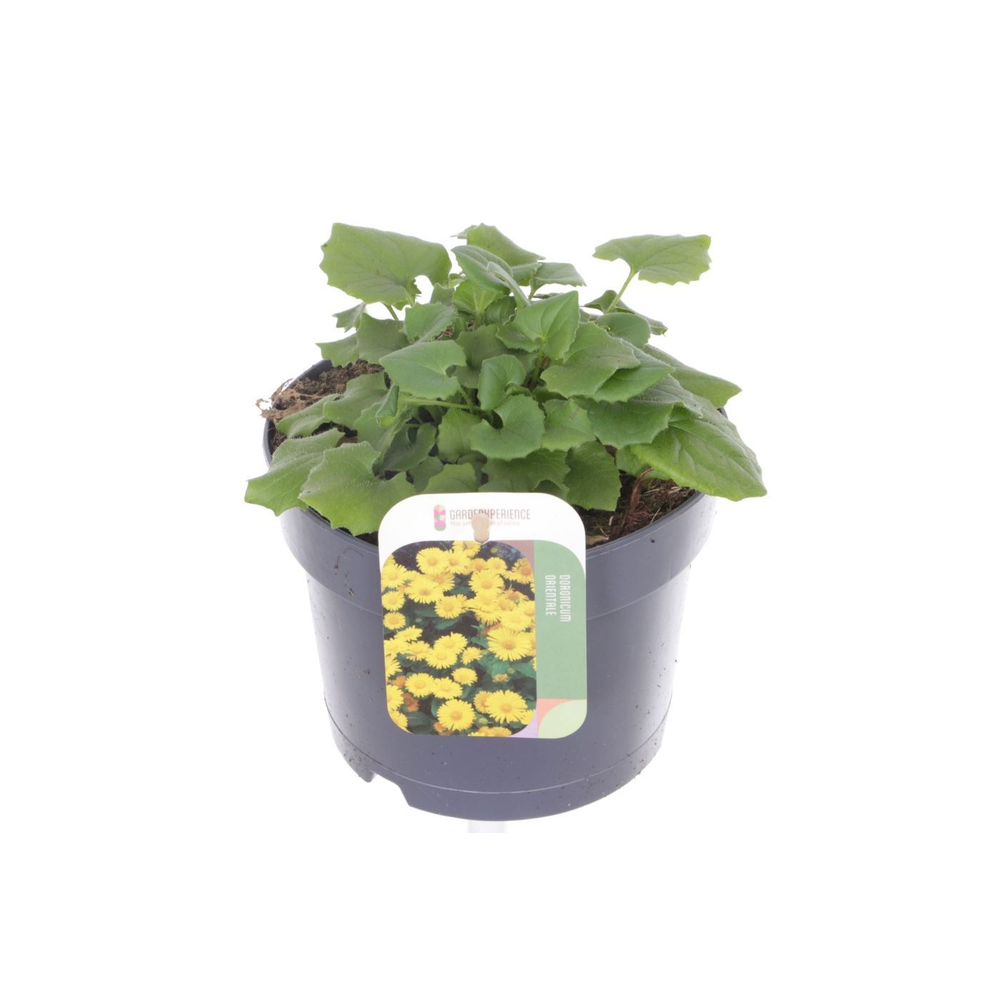 Doronicum orientale.