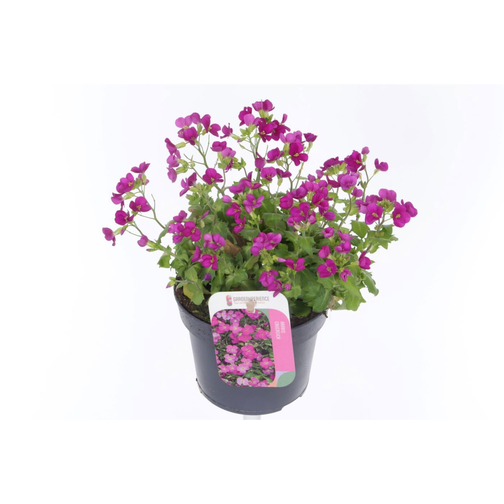 Arabis cauc. Little Treasure Roze.