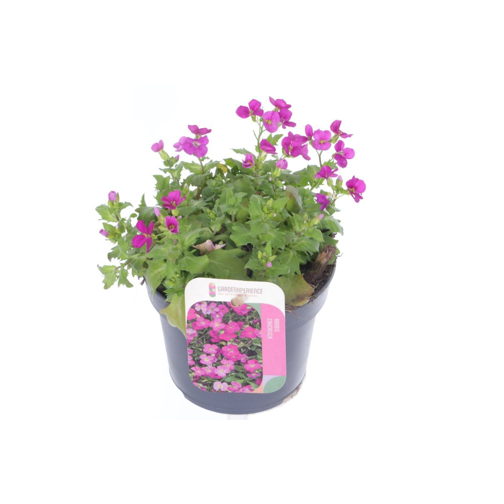 Arabis cauc. Little Treasure Roze.