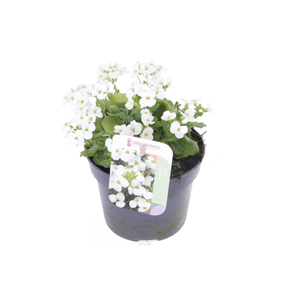 Arabis cauc. Little Treasure White.