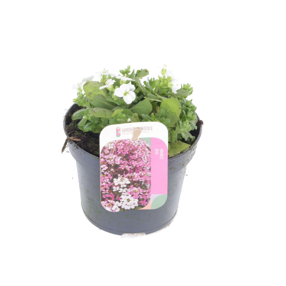 Arabis cauc. Little Treasure White.