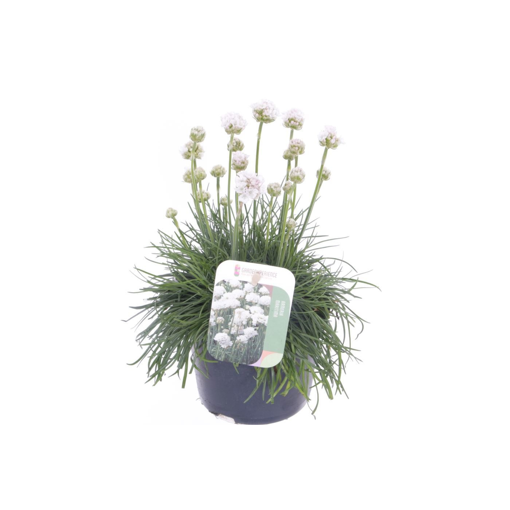 Armeria maritima Alba.