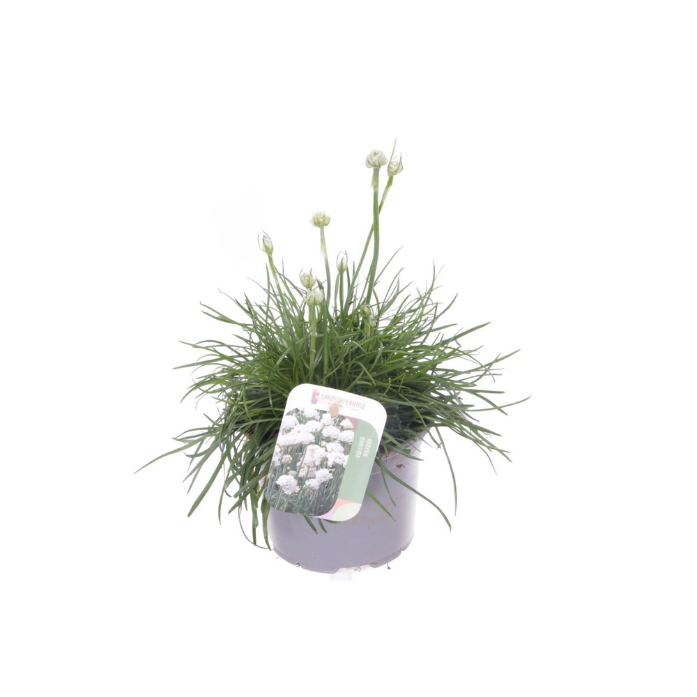 Armeria maritima Alba.