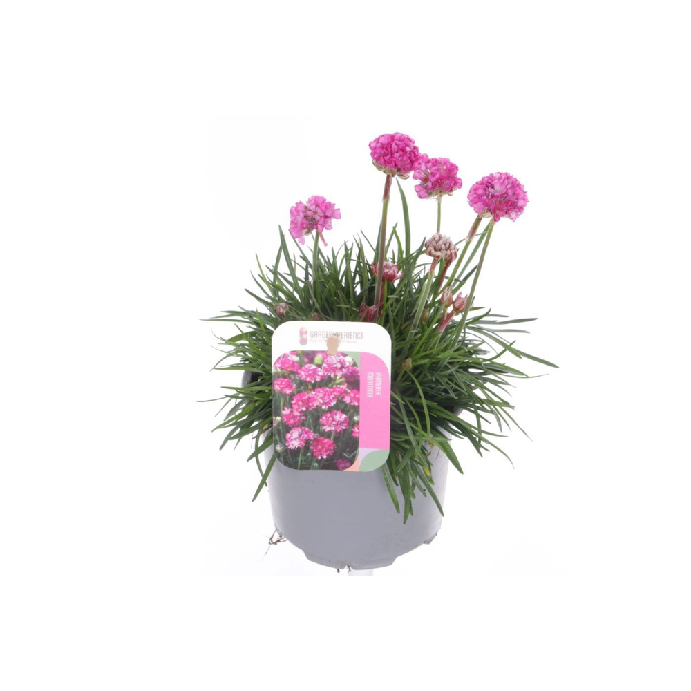 Armeria maritima Splendens.