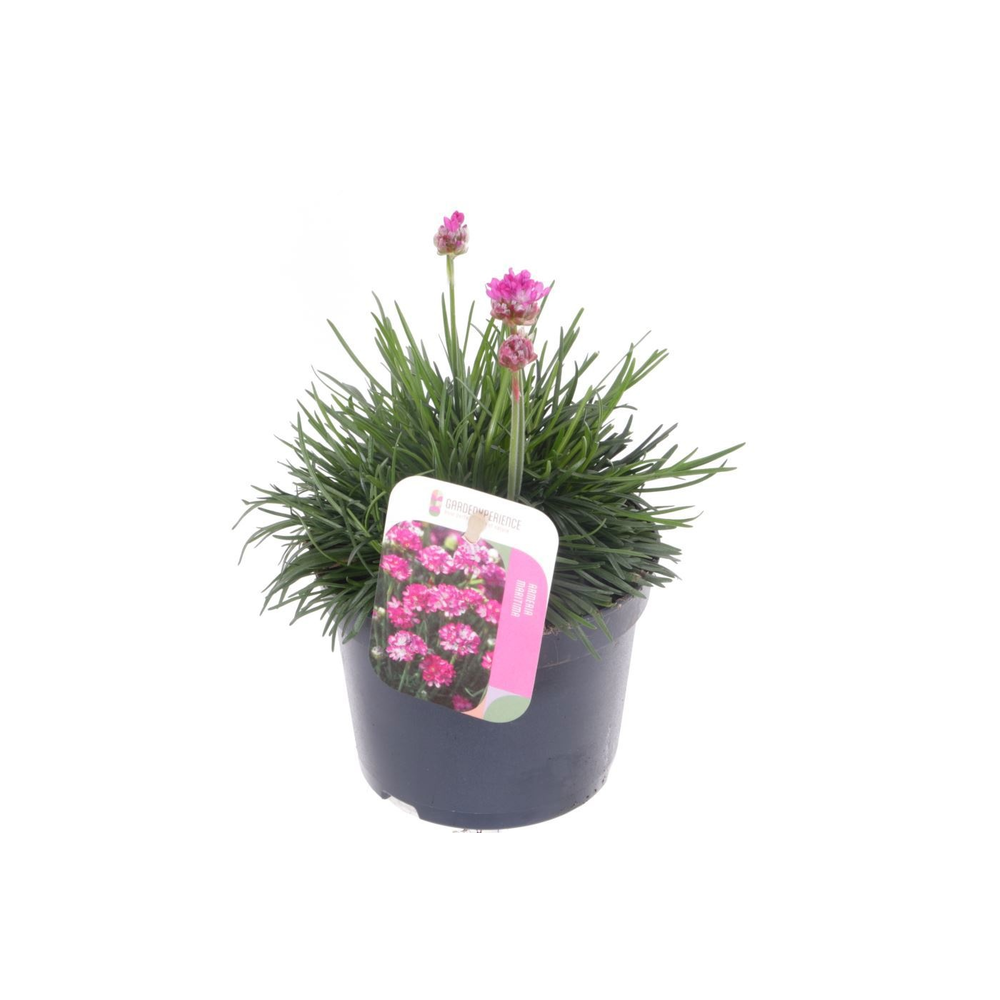 Armeria maritima Splendens.
