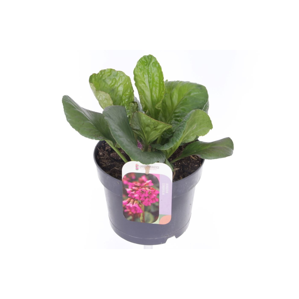 Bergenia shoeshine rose.