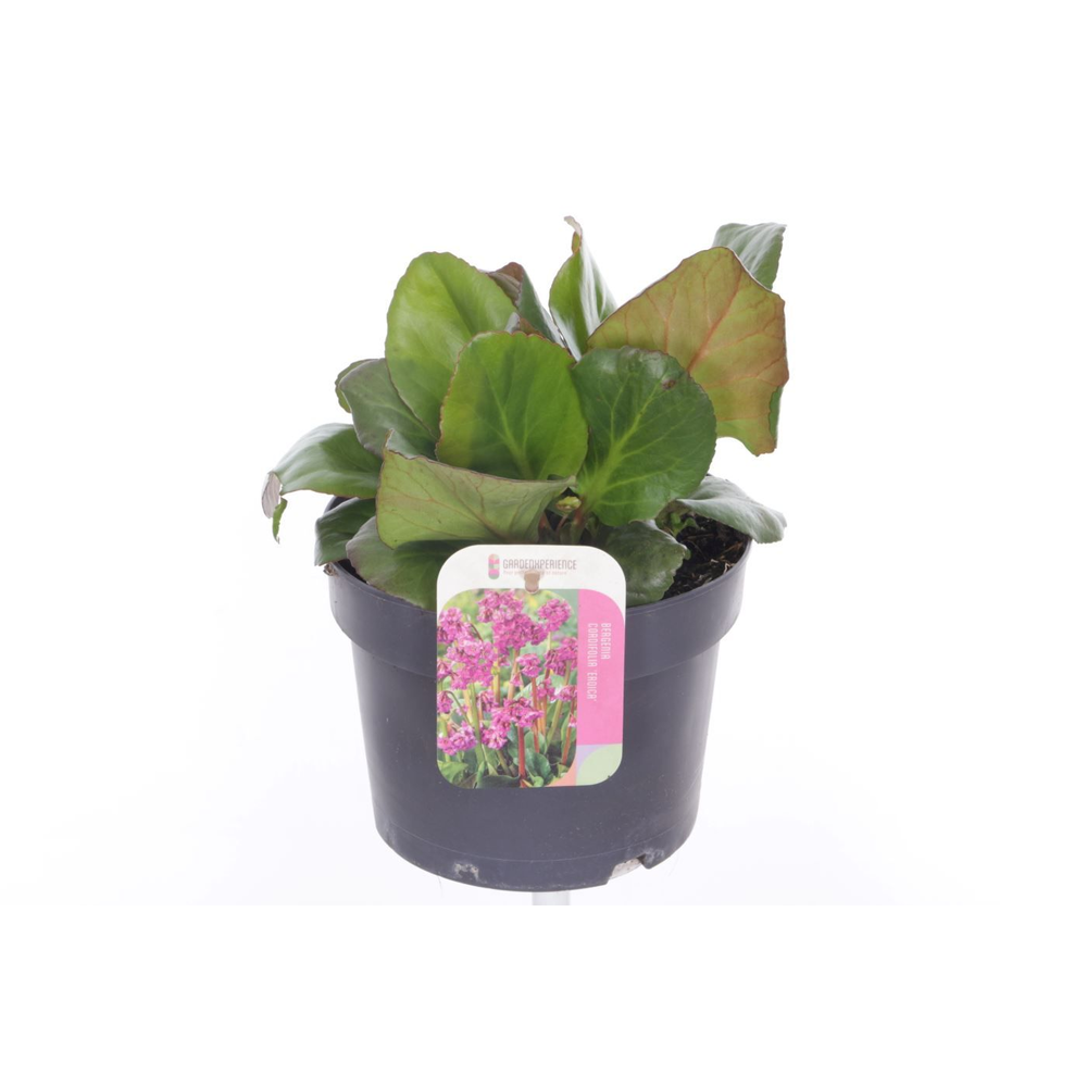 Bergenia shoeshine rose.