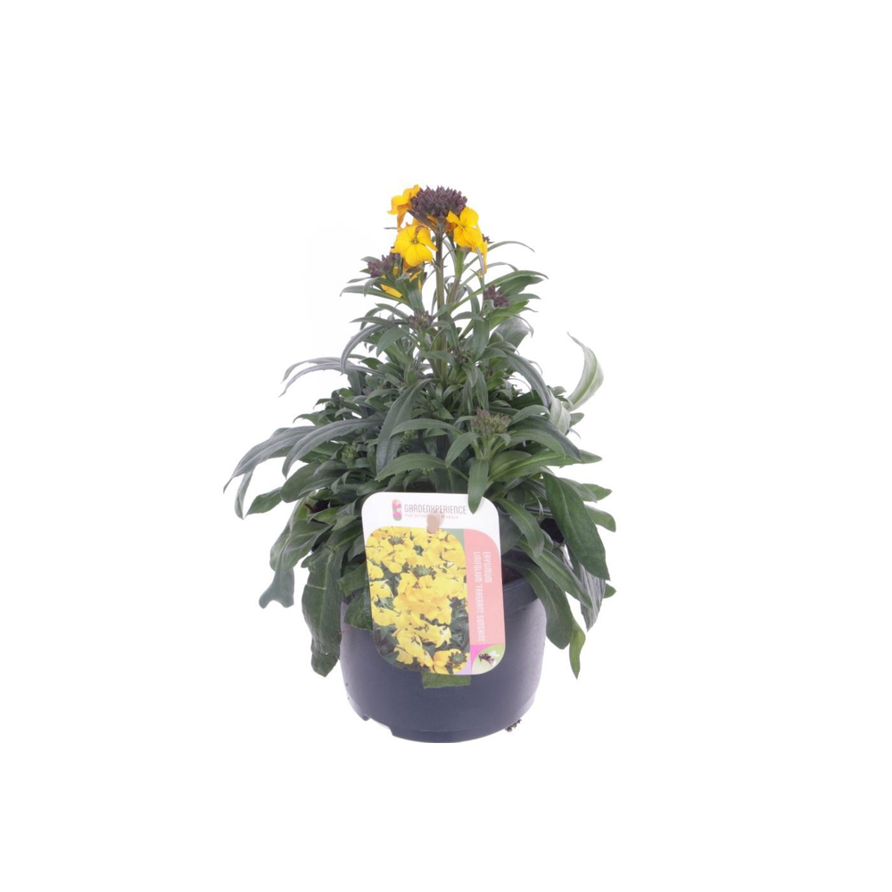 Erysimum lin. Fragrant Sunshine.