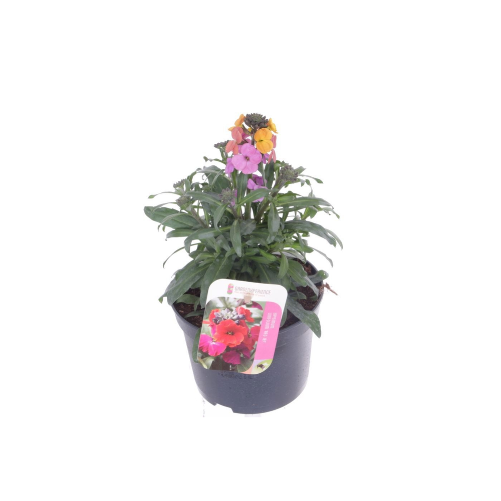 Erysimum lin. Red Jep.