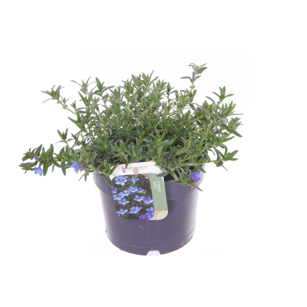 Lithodora diff. Heavenly Blue.