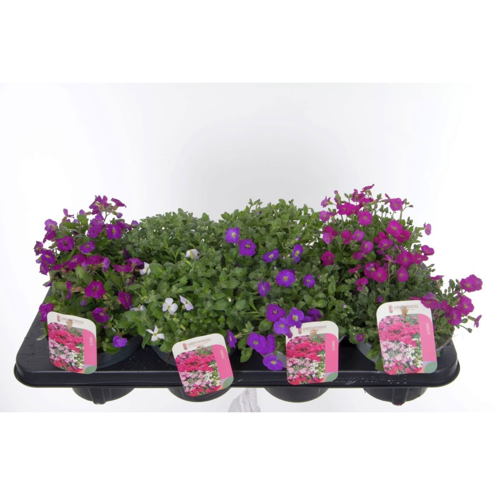 Aubrieta mix in tray.