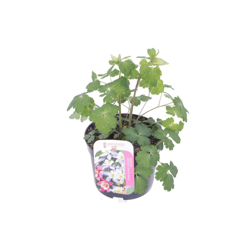 Aquilegia caer.Spring Magic Navy-Wh.