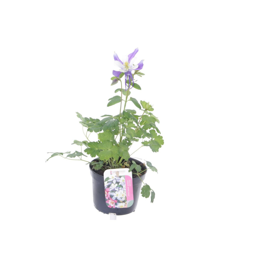 Aquilegia caer.Spring Magic Navy-Wh.