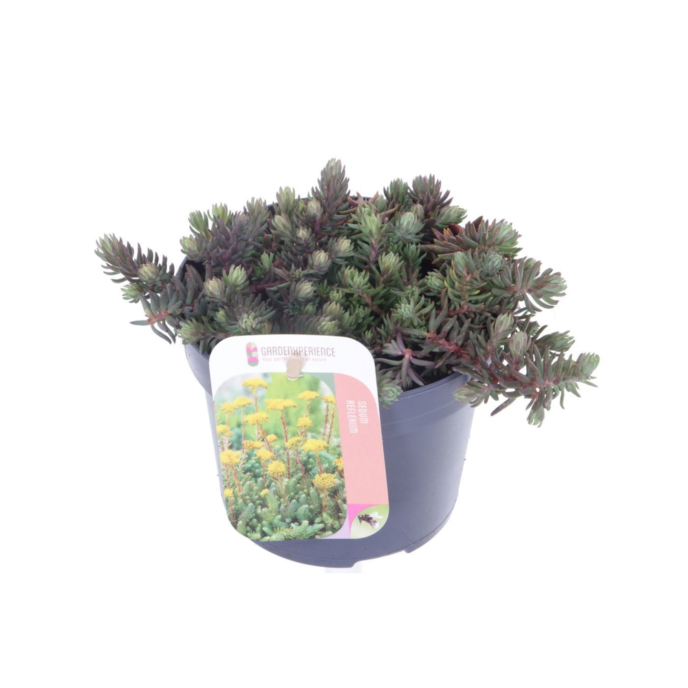 Sedum reflexum.