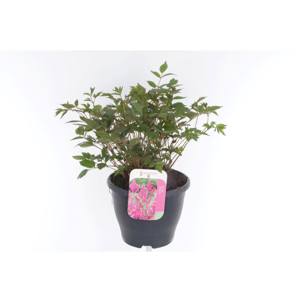 Astilbe arendsii Amerika.