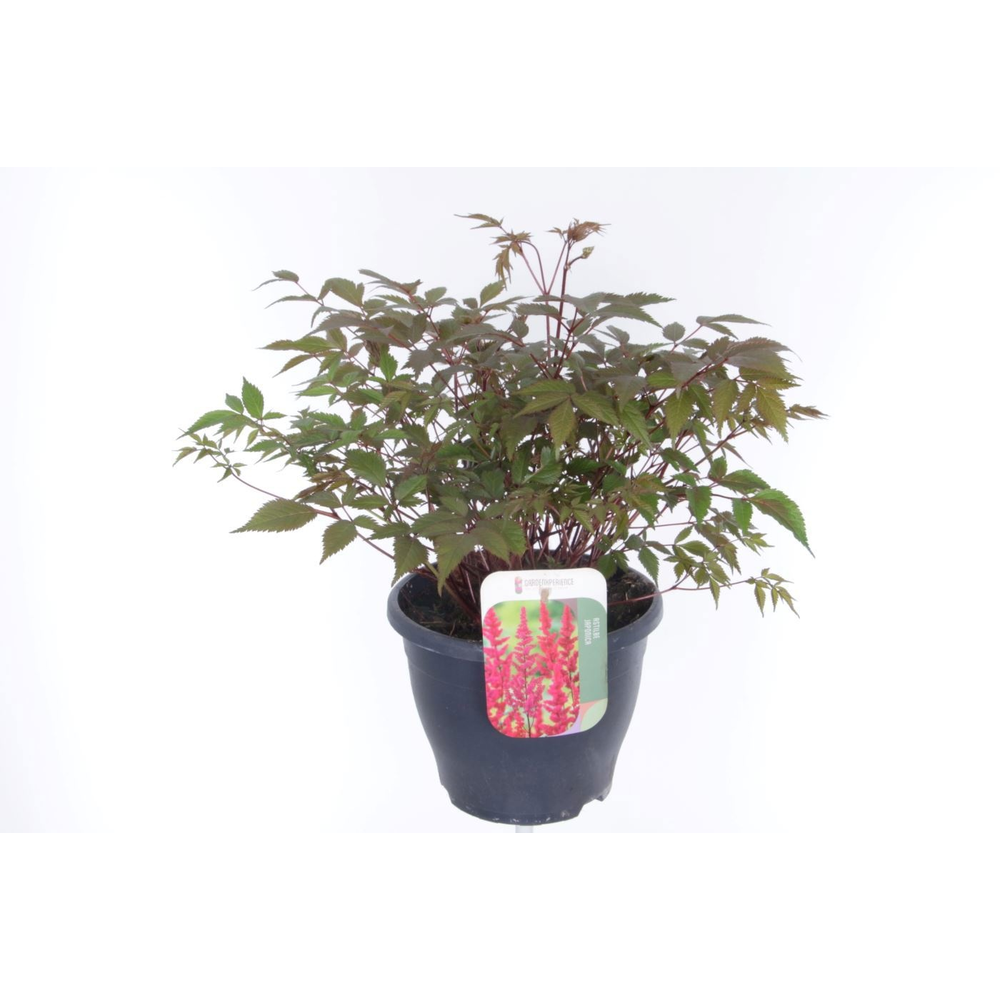 Astilbe arendsii Fanal.