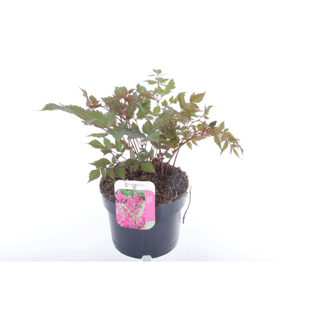 Astilbe japonica Mainz.