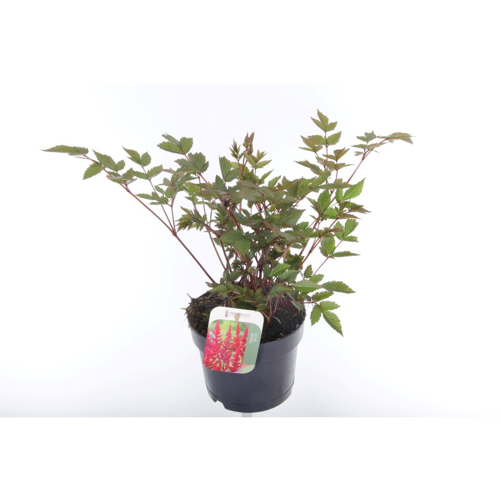 Astilbe japonica Montgomery.