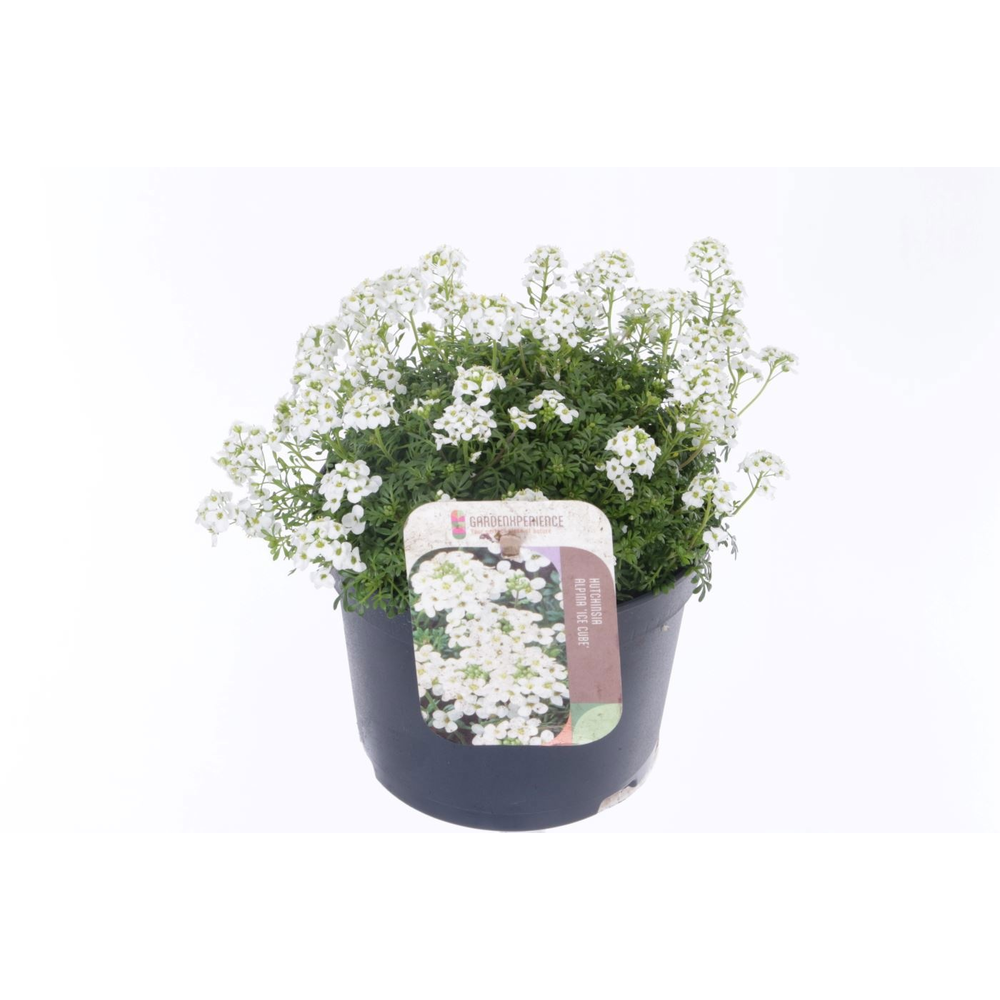 Hutchinsia alpina Ice Cube.