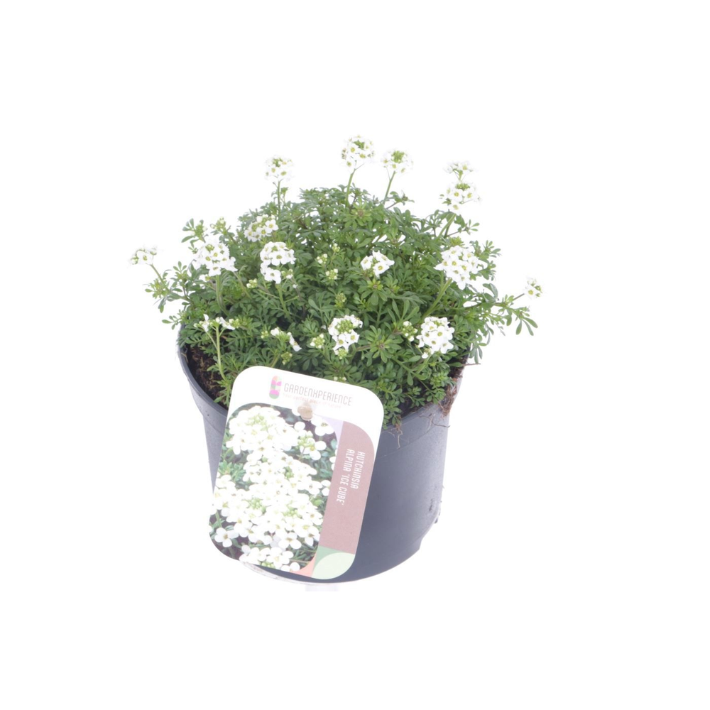 Hutchinsia alpina Ice Cube.